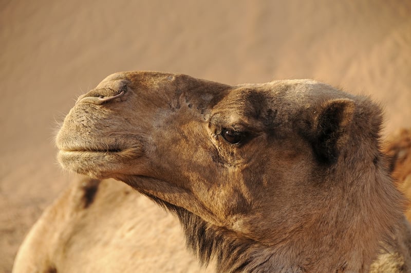 Sahara Desert